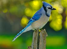 BLUE-JAY