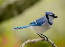 BLUE-JAY2