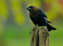 COWBIRD