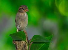 FIELD-SPARROW 2