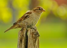 FIELD-SPARROW