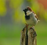 HOUSE-SPARROW