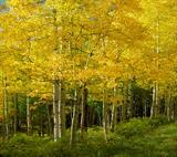 TELLURIDE-ASPENS