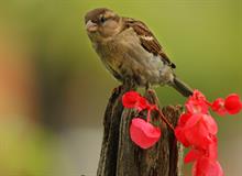 sparrow